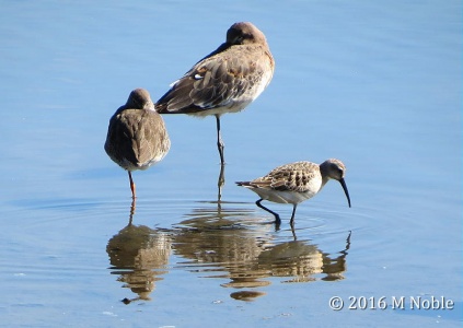 wader trio - redshank, black-tailed godwit, curlew sandpiper - M Noble